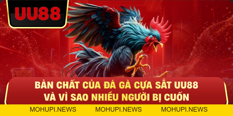 Đá Gà Cựa Sắt Uu88 – Trận Nhanh, Cược Chuẩn Mới Có Lời